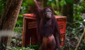 Bagus, Eboni, dan Ruby Pulang ke Rumah, Tiga Orangutan Dilepasliarkan di Hutan Lindung Busang